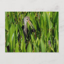 Recherche de roseau cartes postales Faune