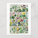 Recherche de organigramme cartes postales Botanique