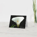 Zoek naar calla lily kaarten Leugens