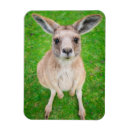 Recherche de joey photographie Animaux