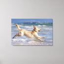 Recherche de fonctionnement art Animal