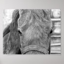 Recherche de graphite posters Cheval