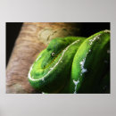 Zoek naar groene ogen posters Kleurrijk