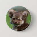 Recherche de chiot de chiwawa badges Regarder l'appareil photo
