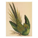 Recherche de perruche posters Peinture