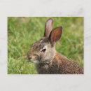 Recherche de lapin bébé cartes postales Faune