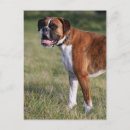 Recherche de chien boxer cartes postales Debout