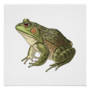 Recherche de grenouille posters Animal