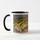 Recherche de vertébré tasses Amphibien