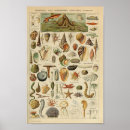 Recherche de mollusque marin posters Vintage