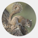 Recherche de écureuil gris autocollants Sciurus carolinensis