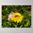 Recherche de taraxacum posters Dandelion