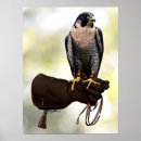 Recherche de pérégrination art Oiseau de proie