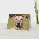 Zoek naar sighthound kaarten Whippet