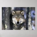 Recherche de canis posters Faune