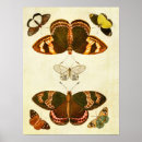 Zoek naar gravure vintage posters Insecten