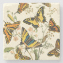 Recherche de insecte dessous de verres Ailes