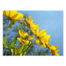 Recherche de photo sauvage posters Jaune