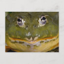 Recherche de cornus cartes postales Grenouille à cornes