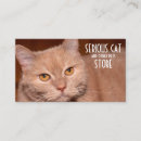 Recherche de visite autres Chat