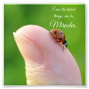 Recherche de coccinelle posters Jardin