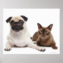 Recherche de carlin mignon posters Nature