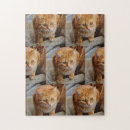 Recherche de chien de jouet puzzles Chat