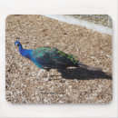 Recherche de indiens tapis souris Nature