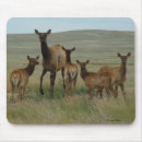 Zoek naar wijfjes Jonge eland