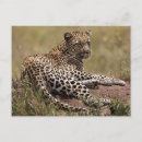 Recherche de chat léopard cartes postales Carnivore