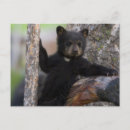 Recherche de ours bébé cartes postales Cuiller