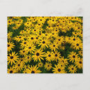 Recherche de rudbeckias cartes postales Fleurs