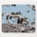 Recherche de bird mousepads Ordinateur