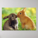 Recherche de lapin mignon posters Doux