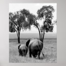 Zoek naar afrika fotografie Kenya