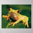 Zoek naar boomkikker posters Blad