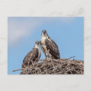 Recherche de nids cartes postales Animal
