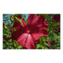 Recherche de hibiscus flower art Nature