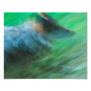 Recherche de photographie de loup posters Loups