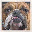 Zoek naar bulldog onderzetters Dieren