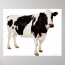 Zoek naar holstein koe posters Zwart