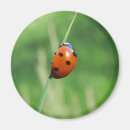 Zoek naar lieveheersbeestje magneten Insect