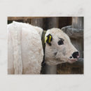Recherche de vache bébé cartes postales Taureau