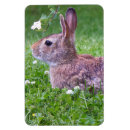 Recherche de animal photography Nature