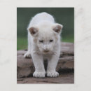 Recherche de bébé jungle cartes postales Lion