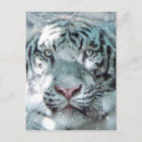 Recherche de chat neige cartes postales Gros chats