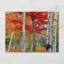 Recherche de bouleaux cartes postales Paysage