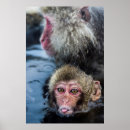 Recherche de singe bébé posters Deux animaux