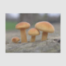 Recherche de macro tissue papier Nature