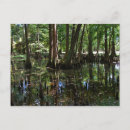 Recherche de cypress tree cartes postales Arbre